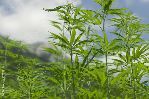 Lush fields of industrial hemp in summer