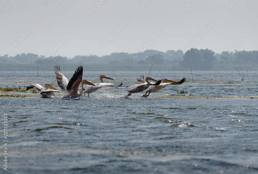 Fototapeta premium Great White Pelicans (pelecanus onocrotalus) flying over the Danube Delta