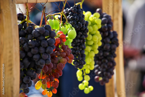 Принти на полотні Bunches of grapes of different varieties in the sun.