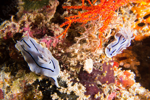 carrera de nudis photo