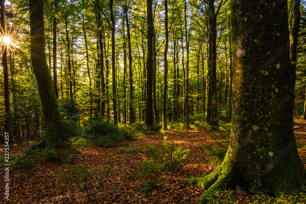 Obraz premium Forest