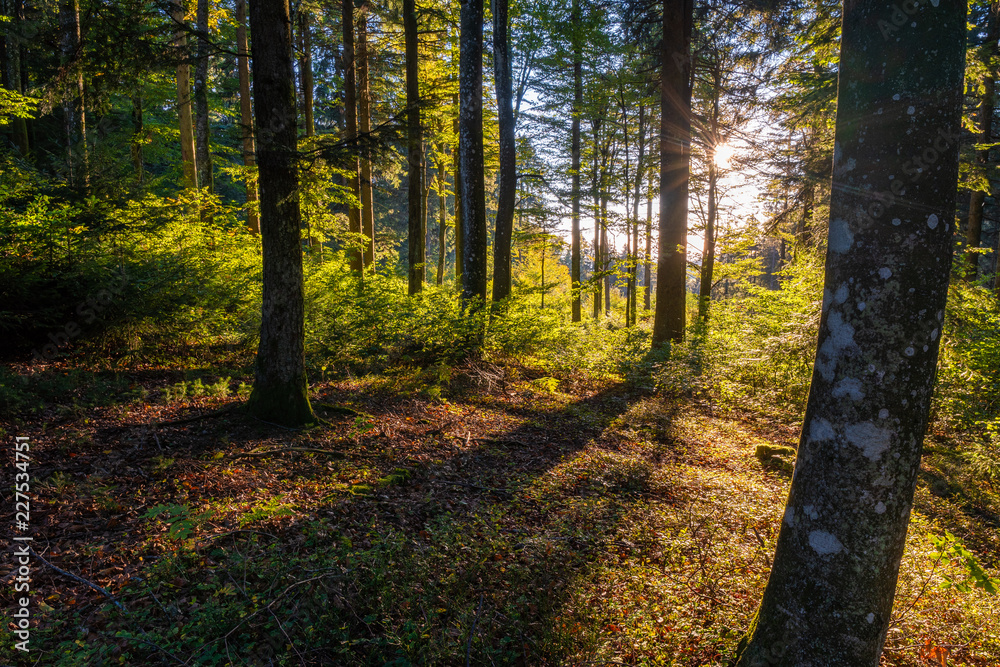 Fototapeta premium Forest