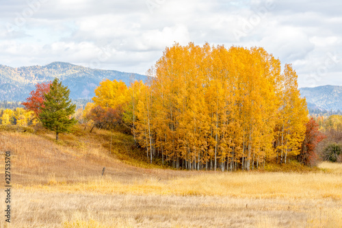 Autumn trees in brilliant color in rural countryside in northwestern Montana