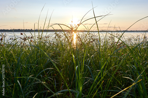 Beautiful green grass by the river at sunrise