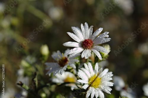 White Aster Wildflowers With Purple and Yellow Centers in Front of Soft Dark Green Background photo