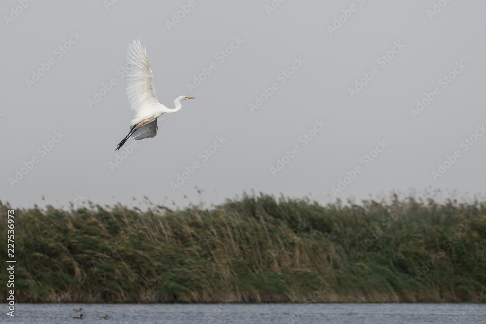 Great White Egret (egretta alba) in the Danube Delta, Romania Great White Egret (egretta alba) in the Danube Delta, Romania
