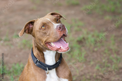 Beautiful happy pitbull mix dog smiling and sitting obediently