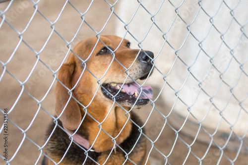 A dog behind the fence of a shelter hoping to get adopted