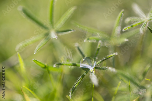 macro raindrops