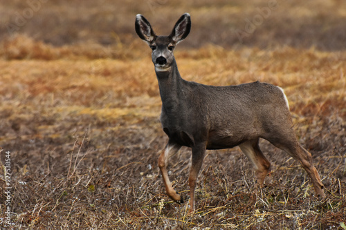 Female Mule Deer