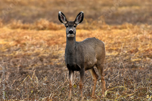 Female Mule Deer © Pam Walker