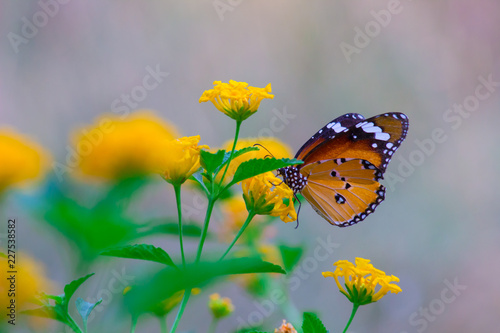 Plain Tiger Butterfly sitting on the flower plant with a nice soft background in its natural habitat. © Robbie Ross