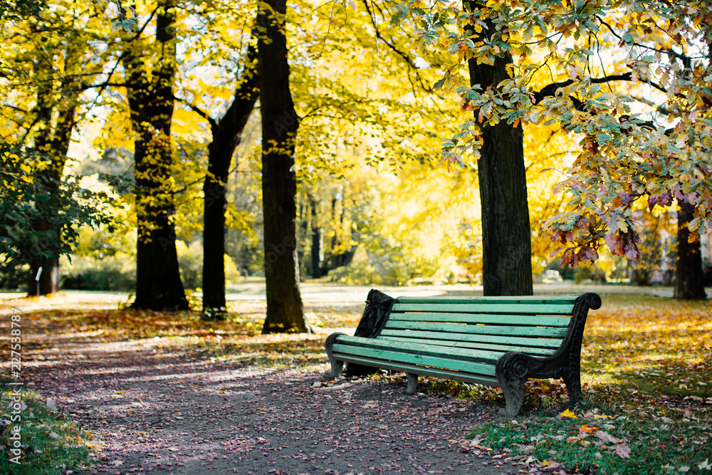 Golden autumn landscape with wooden bench under colourful trees (oak) at sunny warm day. Park with a bench and a pathway with yellow leaves in the autumn alley. Autumn time in St. Petersburg