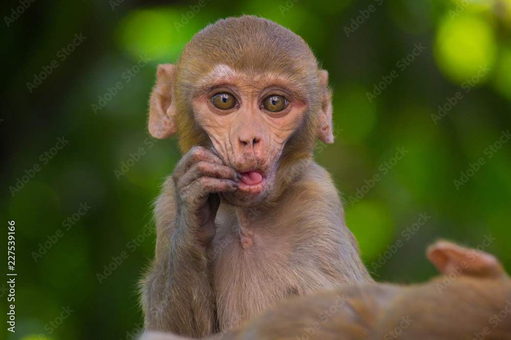 Rhesus Macaque Monkey sitting and looking away in its natural habitat. Rhesus Macaque Monkey sitting and looking away in its natural habitat.