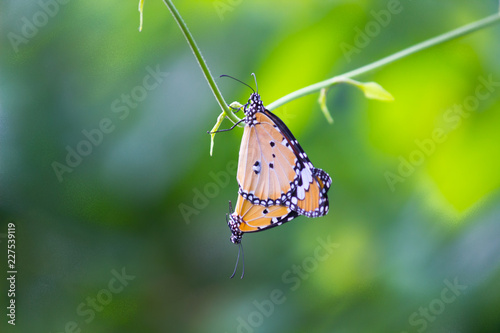 Plain Tiger  butterfly sitting on the flower plant and mating with a nice soft background in its natural habitat during the day