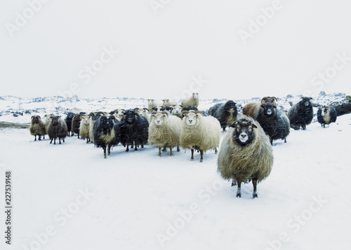 Sheep on snowy field against sky