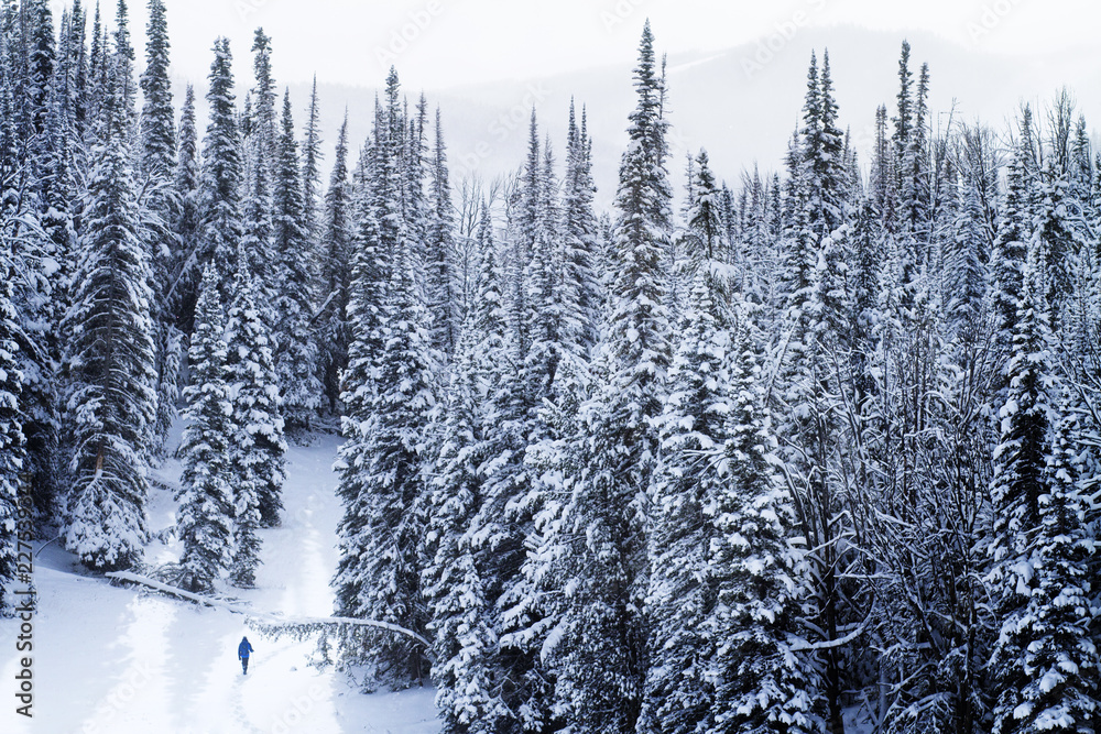 Fototapeta premium Young man walking on snowy landscape in forest, USA