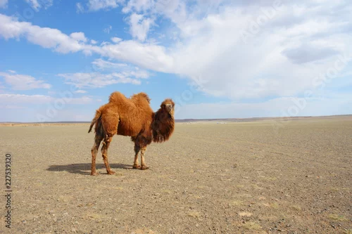 Obraz The Bactrian camel in Mongolia
