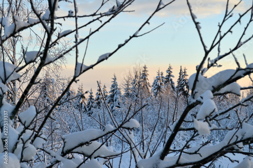 Winter nature background. Forest in snow.