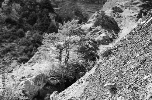 Rocky mountains, pines and spruces. Rockfall danger. Alpine landscape in Provence-Alpes-Cote d'Azur region of France. Black white historic photo.