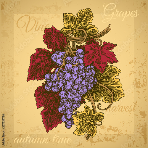 Vintage color card. Bunch of grapes ripe. Engraving style. Vector illustration.