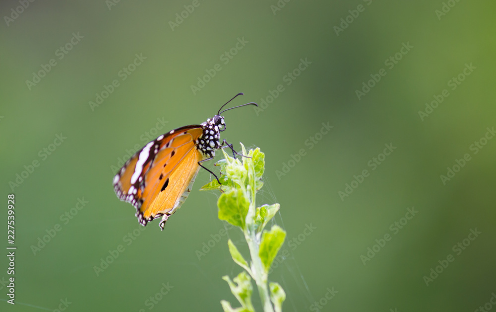 Obraz premium butterfly,insects,macro,butterflies,wildlife,nature,butterfly on flower,butterfly on leaf,robbie ross,robbie ross photography, 