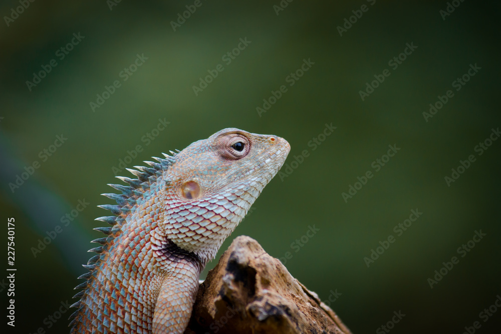 Obraz premium The Garden Lizard sitting on the flower plant on a beautiful spring morning in its natural habitat.