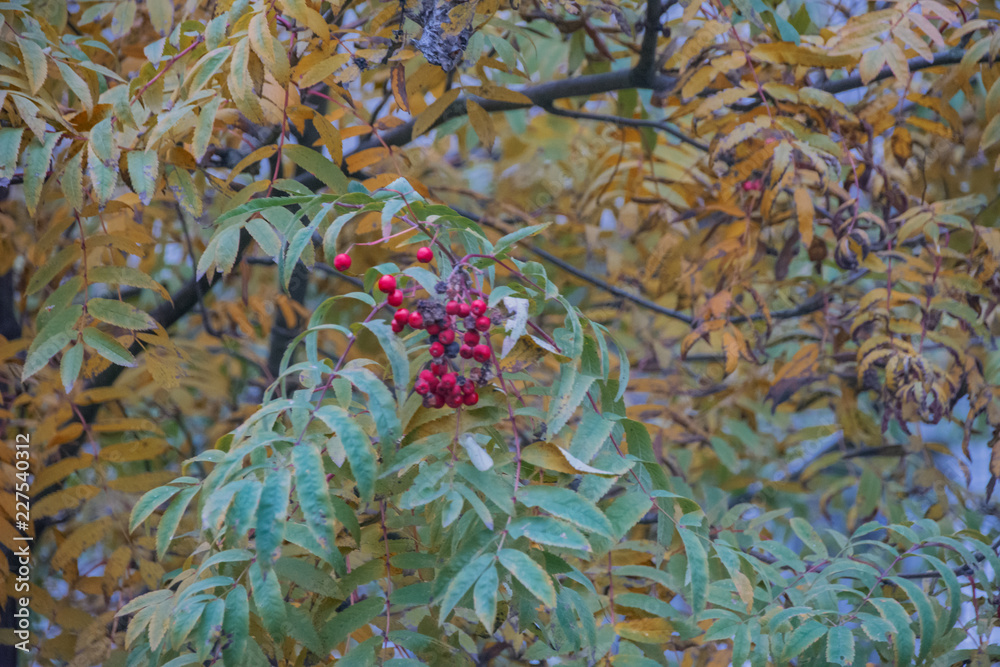 red rowan in yellow brown automn leaves