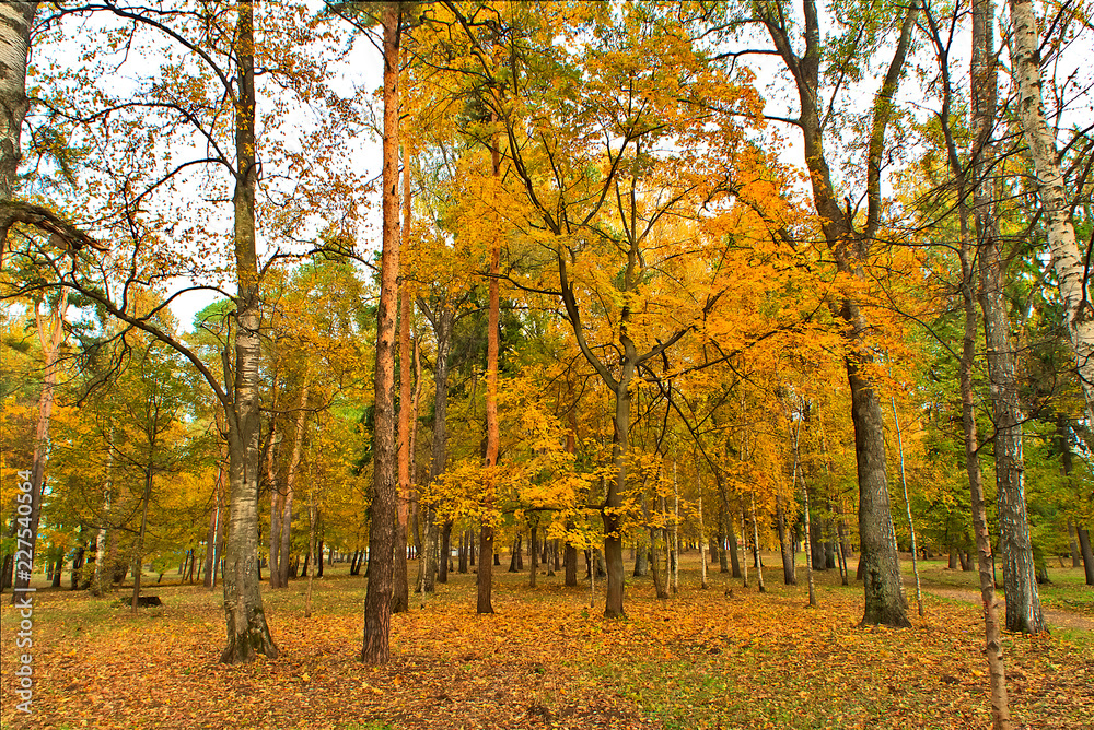 Yellow trees in the park in the fall.