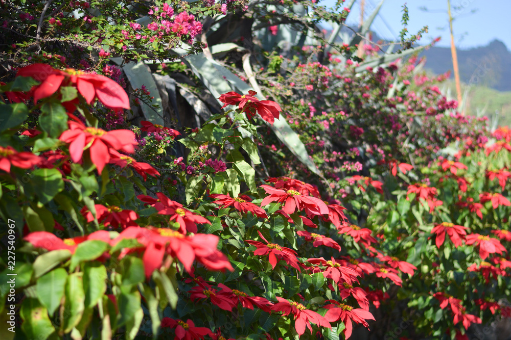the poinsettia, the classic Christmas plant, grows spontaneously in the Canary Islands the poinsettia, the classic Christmas plant, grows spontaneously in the Canary Islands