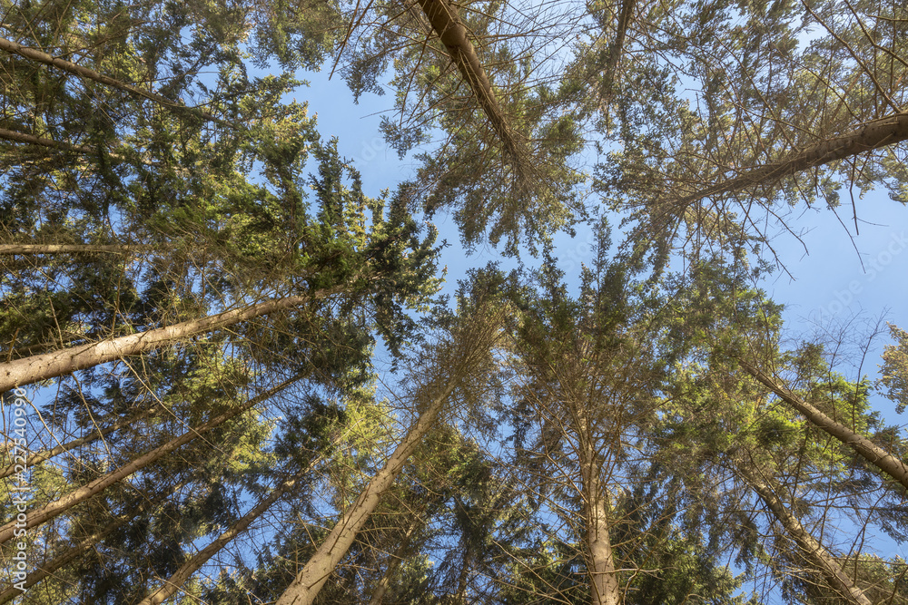 Obraz premium Baumkronen