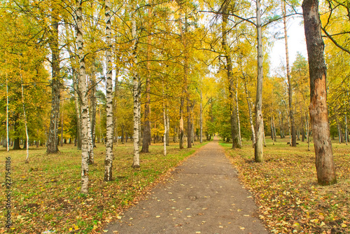 Yellow trees in the park in the fall.