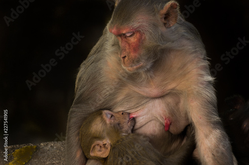 The Rhesus Macaque Monkey and her baby sleeping together