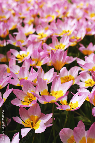 Bed of tulips in the Keukenhof Gardens, The Netherlands