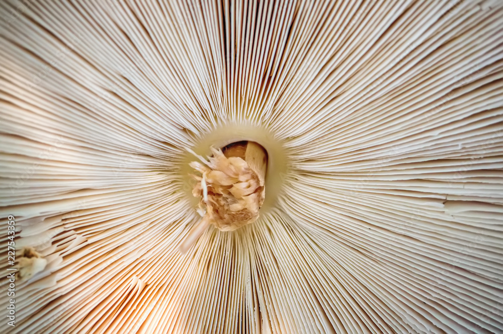 Abstract nature background macro Sajor-caju mushroom plants. The use of design ideas texture pattern or concept natural Wallpaper. Abstract nature background macro Sajor-caju mushroom plants. The use of design ideas texture pattern or concept natural Wallpaper.