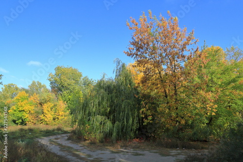 autumn in the park