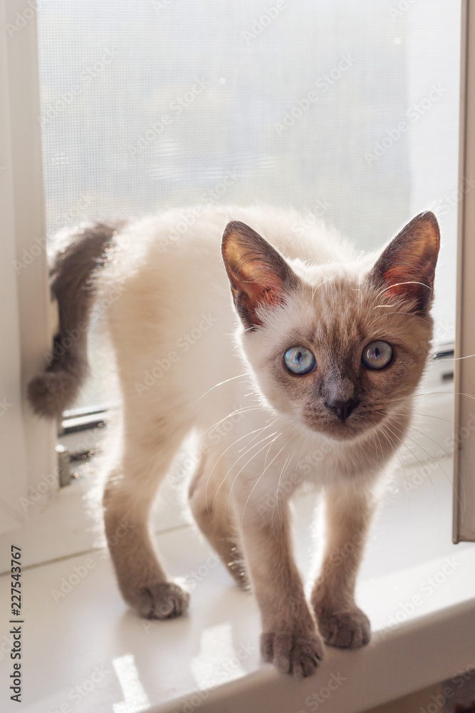 The kitten of a color of color-point costs on a window sill