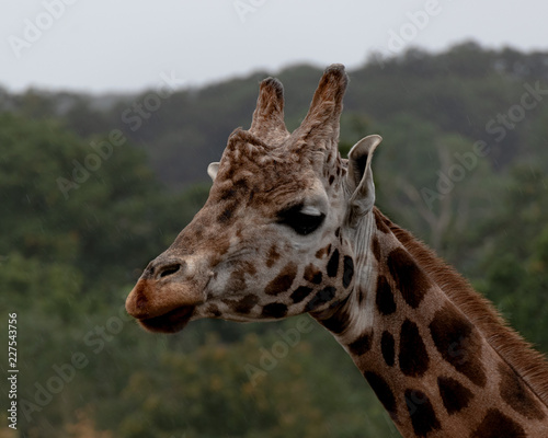Photography Portrait of a giraffe