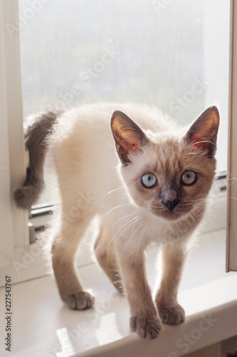 The kitten of a color of color-point costs on a window sill