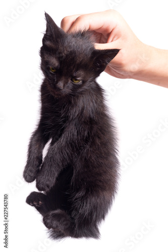 Φωτογραφία Holds a black unfortunate kitten of people by the scruff