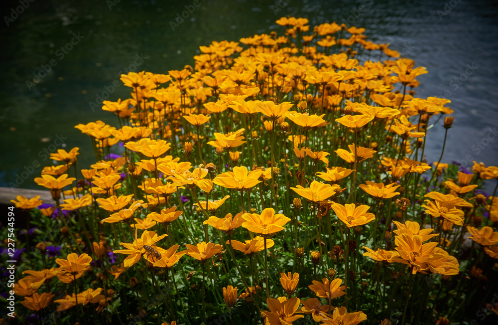 Beautiful flowers Beautiful flowers