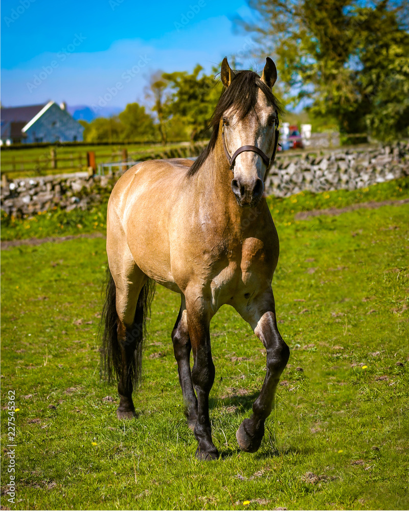 Fototapeta premium Horse