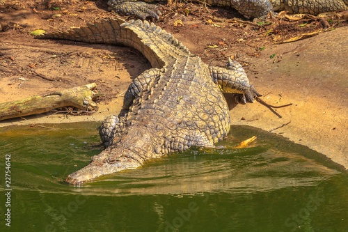 African Crocodiles entering the water in Ezemvelo KZN Wildlife. Nile Crocodile in St Lucia Estuary within iSimangaliso Wetland Park, South Africa, one of the top Safari Tour destinations.