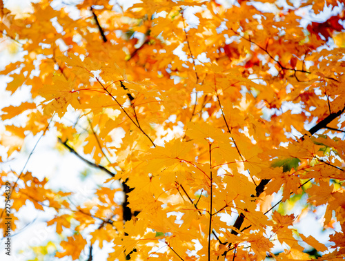 Photos Closeup view on yellow leaves in autumn season park.