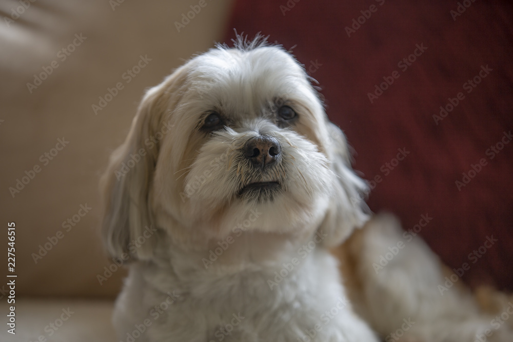 Dog Dog