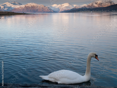 Swans swim into the view of Ardgour from the Ballachulish Bridge