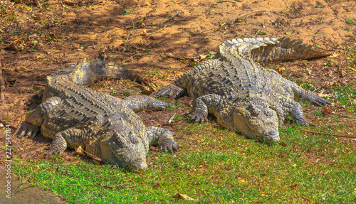 Two African Crocodiles, Crocodylus Niloticus, resting at iSimangaliso Wetland Park, St Lucia Estuary, South Africa, one of the top Safari Tour destinations. Nile Crocodile in Ezemvelo KZN Wildlife.