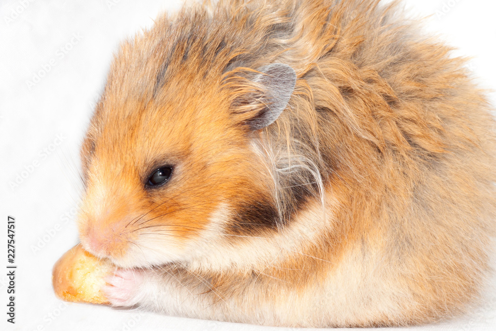 funny Syrian red hamster eats a piece of bread