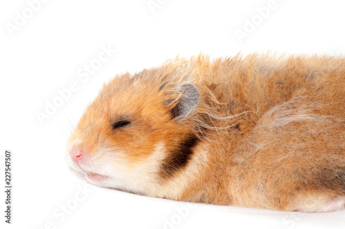 cute funny Syrian fluffy hamster lies and sleeps