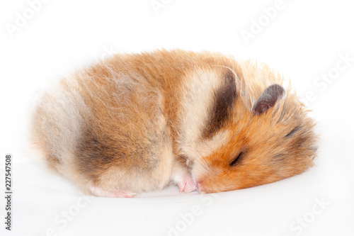 cute funny Syrian fluffy hamster lies and sleeps